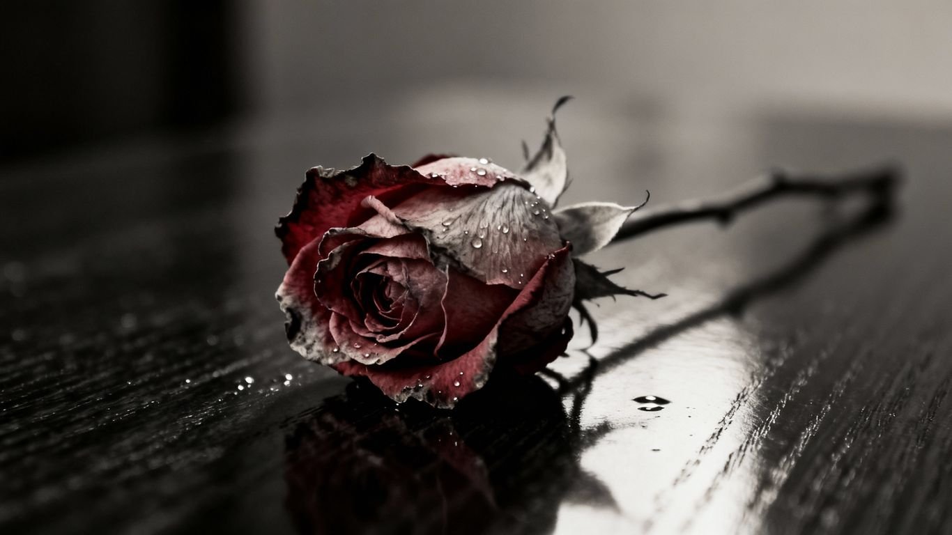 Flor murcha em superfície escura, simbolizando luto.